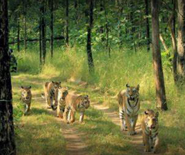 How to Reach Pench National Park?
