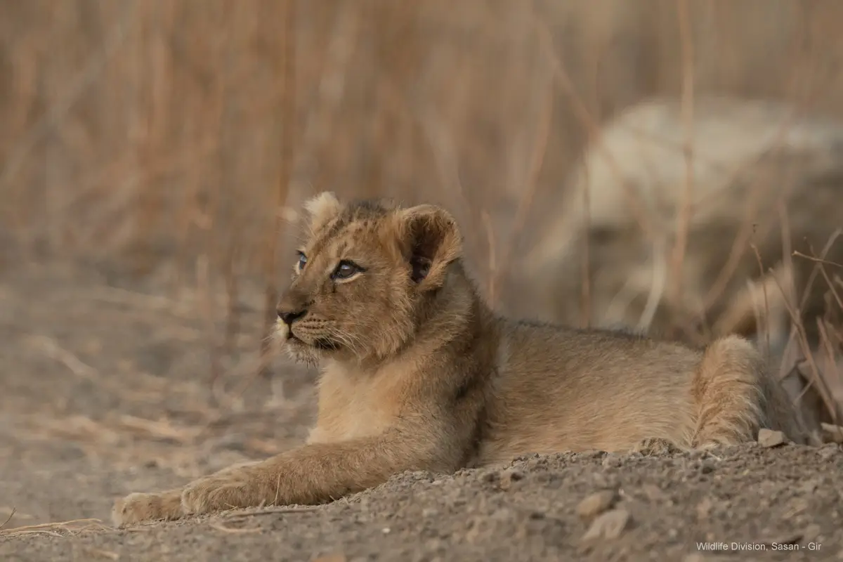 Lion cub in Devalia Safari Park