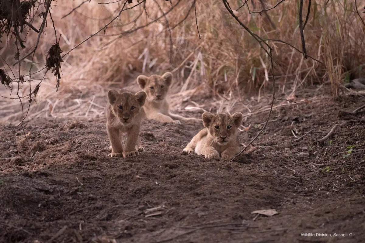 Asiatic Lion's cubs in Devalia Safari Park