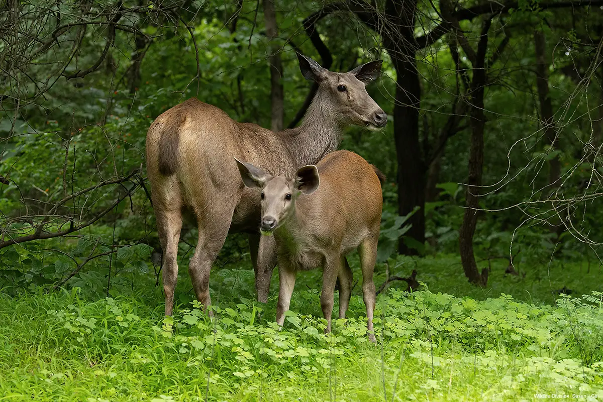 Deer in Devalia Safari Park