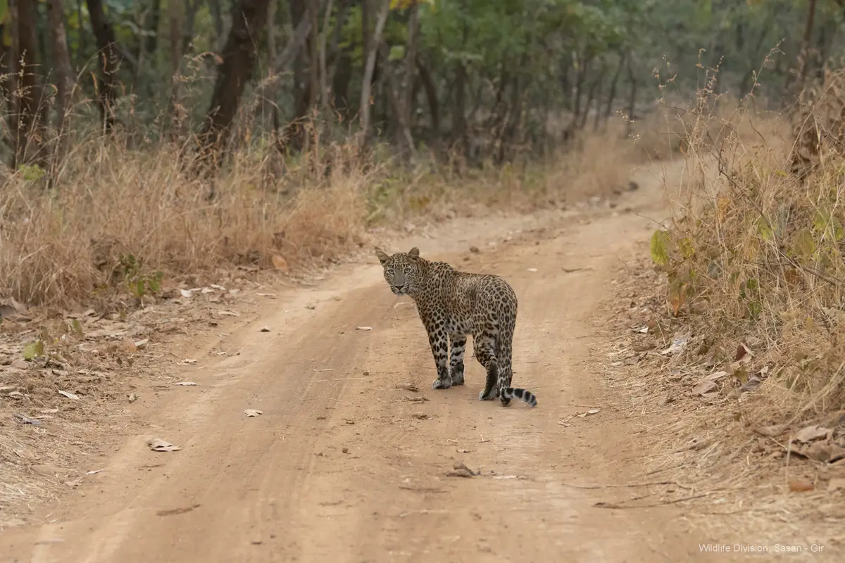 Leopard in Devalia Safari Park