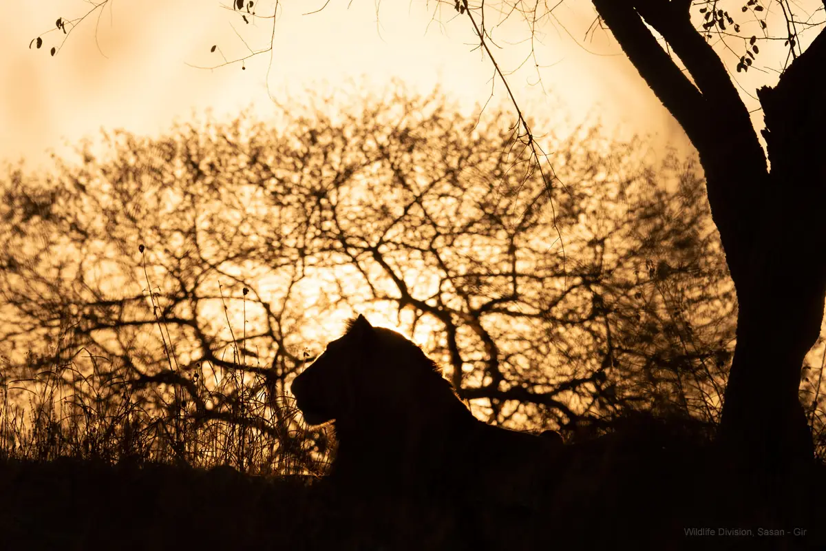 Lions in Gir National Park