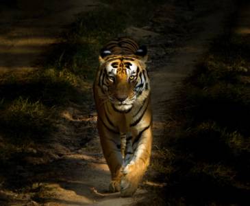 Night Safari in Satpura Pachmarhi