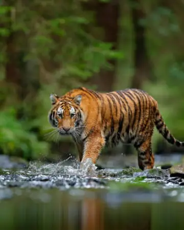 Online Sanjay-Dubri Jungle Safari Booking
