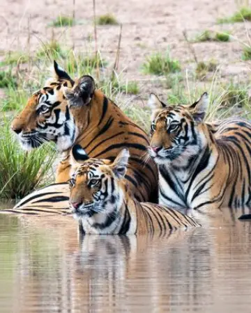 Pench Weekend Tour Package