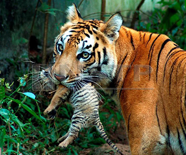 Satpura Pachmarhi Jungle Safari