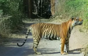tiger-in-rtb