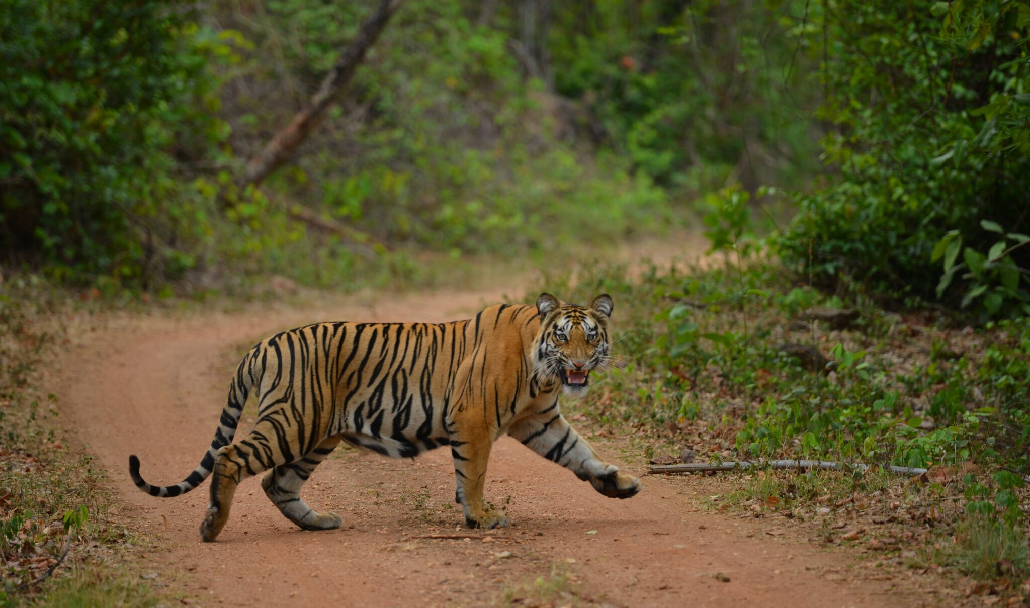 Safari Zones in Bandhavgarh National Park | Book Tiger Safari - Travel ...