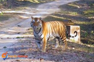 tiger_bandhavgarh
