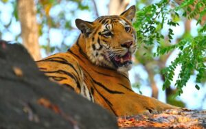 Pench National Park