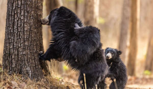 Satpura National Park