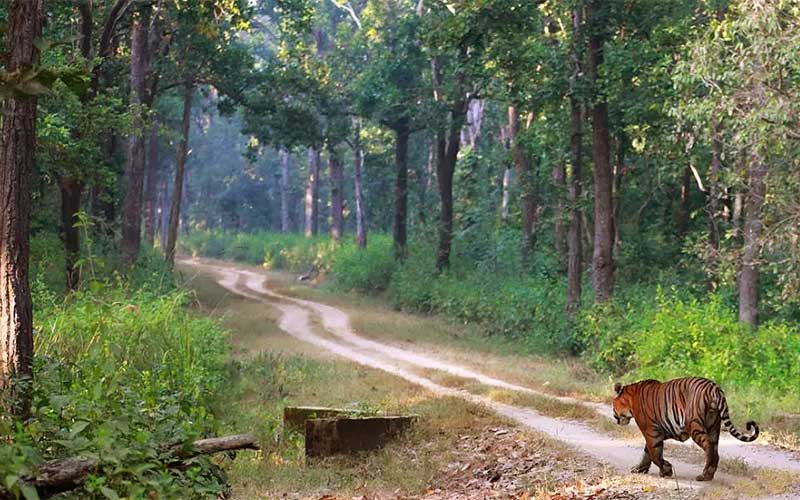Kanha National Park