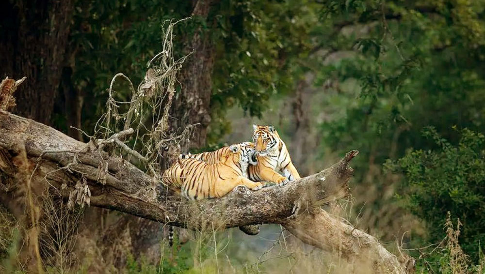 Wildlife Safari - Panna National Park