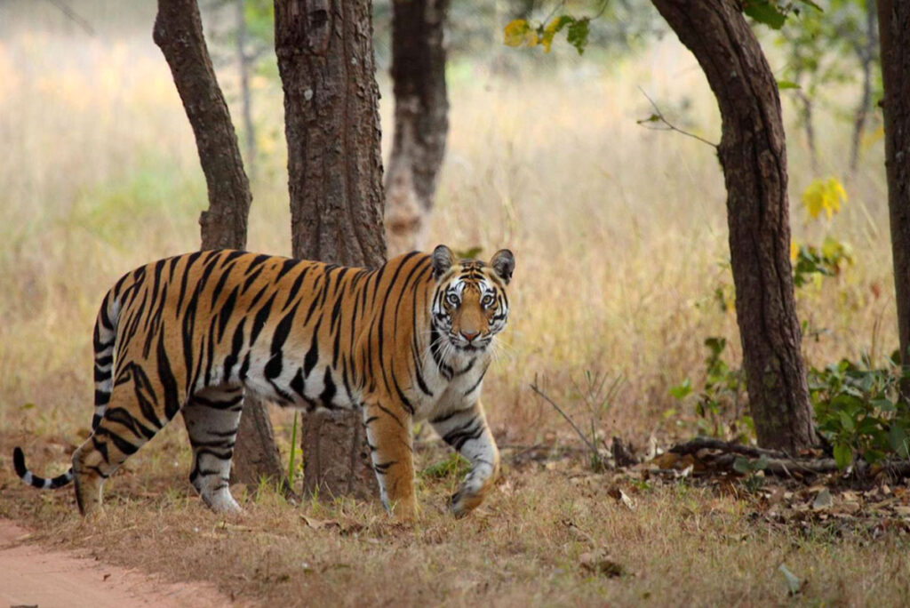 Bandhavgarh national park. Credit: Tripsavvy