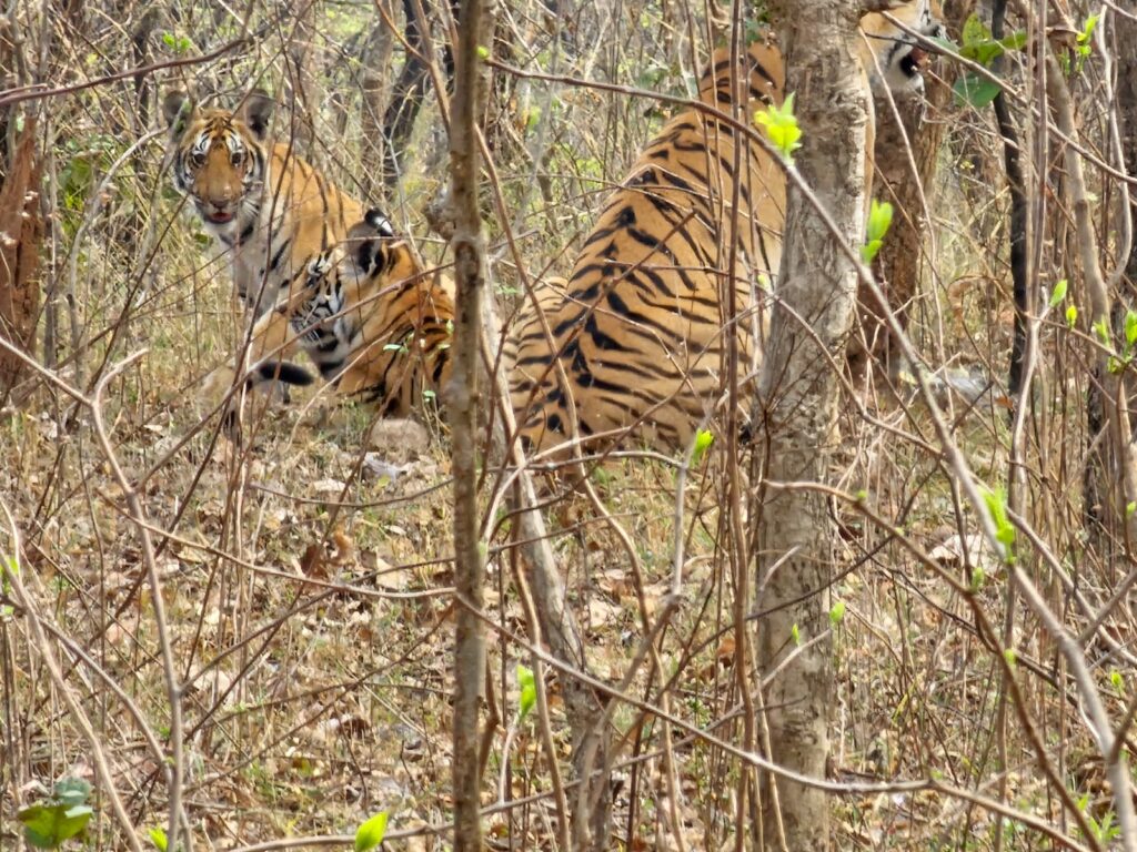 pench safari