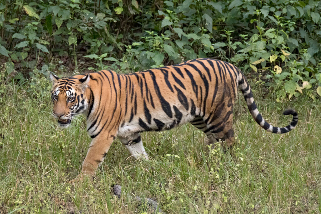 Bengal Tiger, Credit: Wikipedia