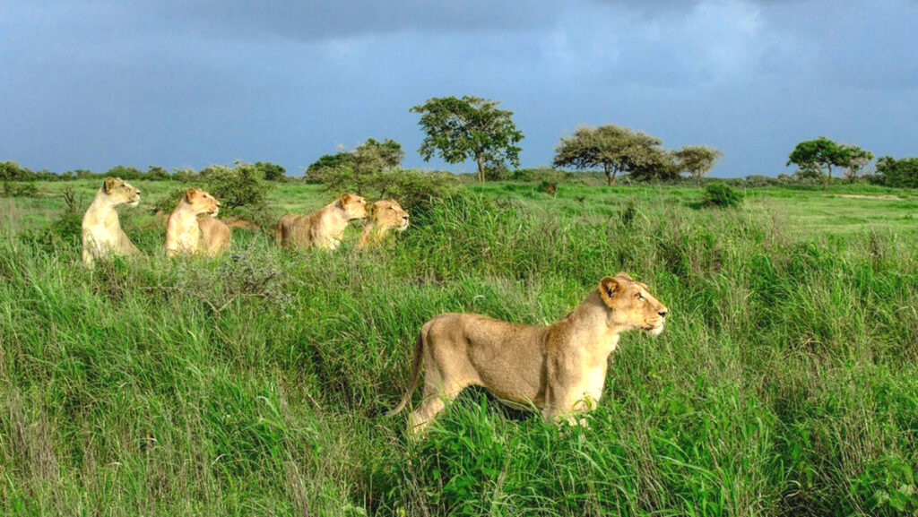 Gir National Park, Credit: Wikipedia