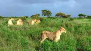 Gir National Park, Credit: Wikipedia