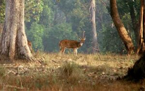 Kanha National Park