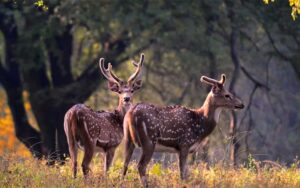 Kanha national park