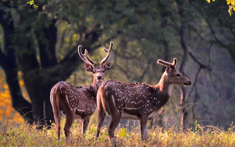 Kanha national park