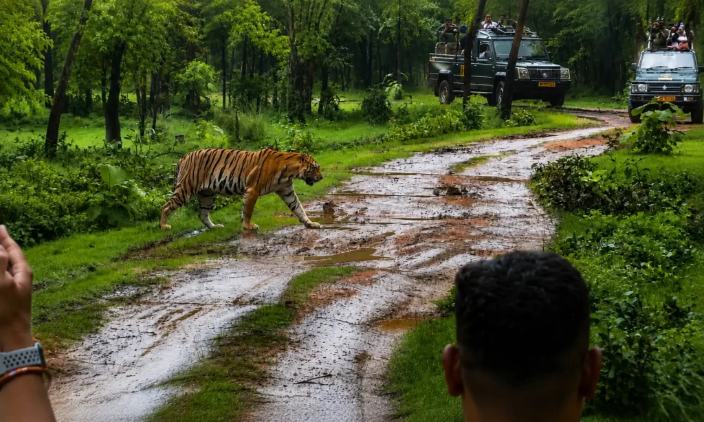 What Is Pench National Park Famous For