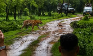 What Is Pench National Park Famous For