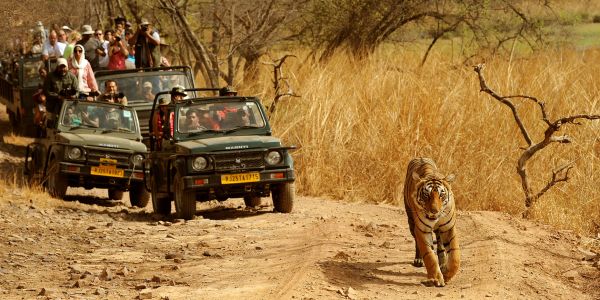 Ranthambore