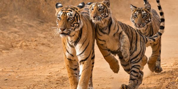 Ranthambore Tour Packages