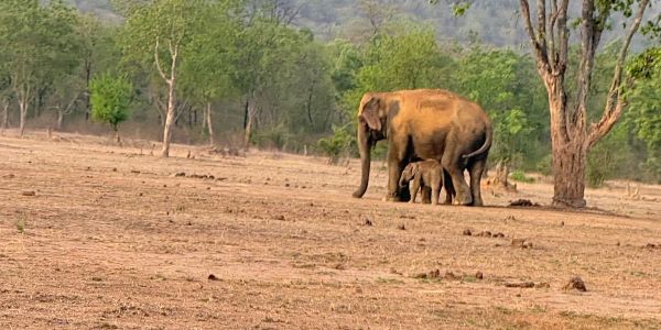 Wildlife Tours