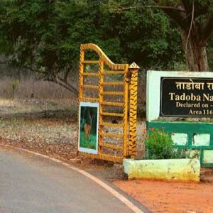 Tadoba National Park