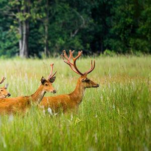 Satpura National Park
