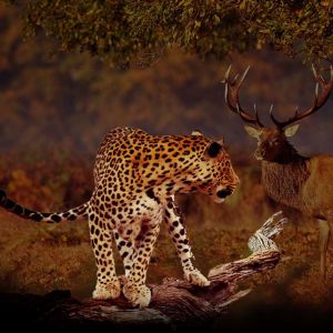 Jhalana Leopard Safari Park