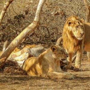 Devalia Lion Safari Park