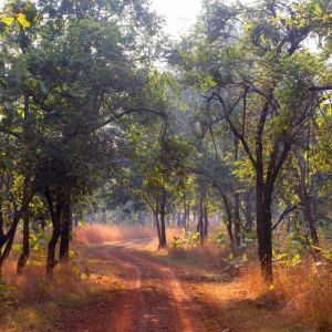 Kanha National Park