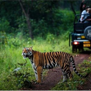 Jim Corbett National Park
