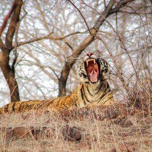 Sariska National Park