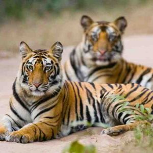Pench Weekend Tour Package