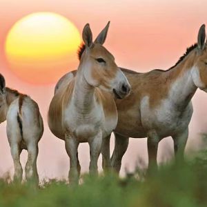 The Wild Ass Sanctuary Tour in the Little Rann of Kutch