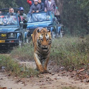 From Jabalpur: 2 Nights 3 Days Kanha National Park Tour