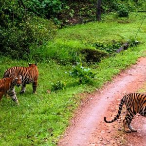 Kanha Tour Package for 1 Night 2 Days from Jabalpur