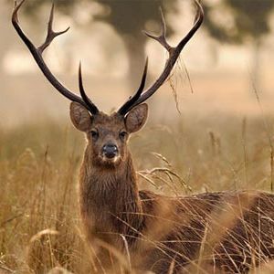 Pench Kanha Tour for 5 Nights 6 Days