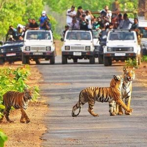 From Jabalpur 2 Nights 3 Days Kanha National Park Tour