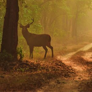 Private 2 Days Pench Wildlife Safari Tour Package