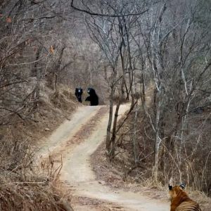 Night Safari in Bandhavgarh National Park