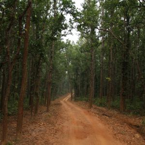 Online Panna Tiger Safari Booking