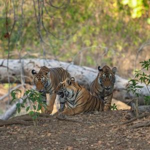 Online Panna Canter Safari Booking