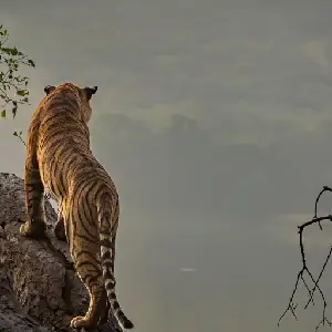 Panna National Park Tiger Safari