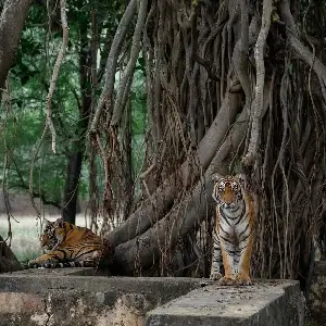 Ranthambore National Park Tiger Safari