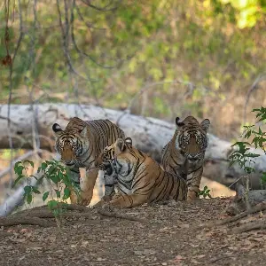 Sanjay-Dubri National Park Tiger Safari